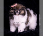 Small Photo #82 Pomeranian Puppy For Sale in WARSAW, IN, USA