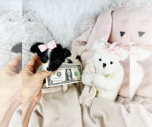 Medium Photo #23 Chihuahua Puppy For Sale in THONOTOSASSA, FL, USA