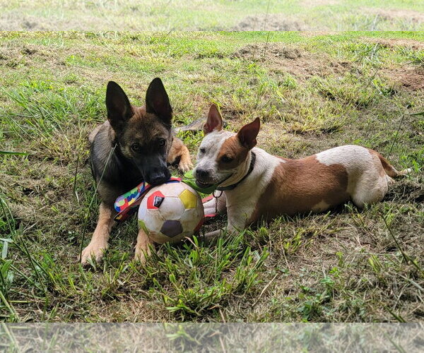 Medium Photo #11 American Staffordshire Terrier-Unknown Mix Puppy For Sale in Arlington, VA, USA