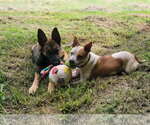 Small #10 American Staffordshire Terrier Mix