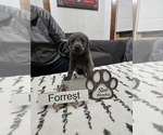 Puppy Forrest Labrador Retriever