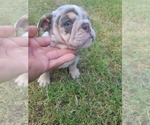 Puppy Margarita English Bulldog