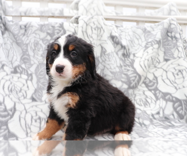Medium Photo #3 Bernese Mountain Dog Puppy For Sale in SHILOH, OH, USA