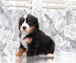 Small Photo #3 Bernese Mountain Dog Puppy For Sale in SHILOH, OH, USA
