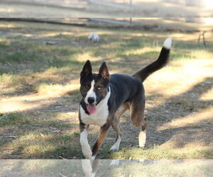 Monty - Male Siberian Husky Dog for Adoption - Photo #3
