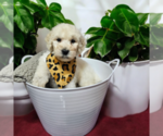 Puppy Jackson Poodle (Standard)