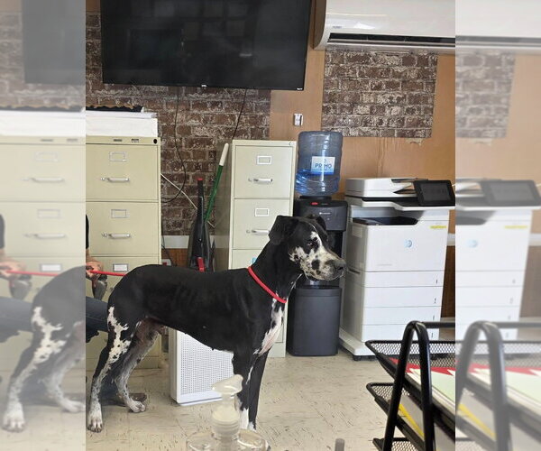 Medium Photo #4 Great Dane Puppy For Sale in Bullard, TX, USA