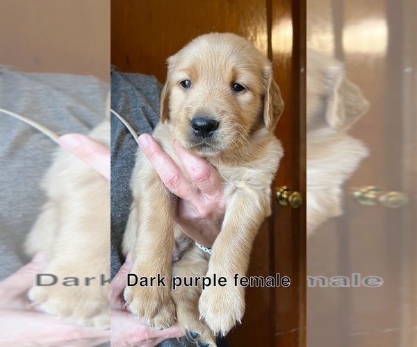 Medium Photo #6 Golden Retriever Puppy For Sale in LAKE GEORGE, NY, USA