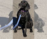 Small #3 German Shorthaired Pointer Mix