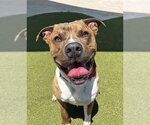 Small #2 American Staffordshire Terrier-Boxer Mix