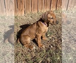 Puppy Willow PURPLE Rhodesian Ridgeback