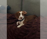 Small Dachshund