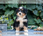 Puppy Mac Bernedoodle (Miniature)