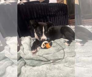 Mutt Dogs for adoption in Woodbury, NY, USA