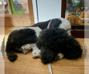 Rex - Male Poodle (Standard) Dog for Adoption - Photo #2