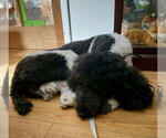 Small Photo #2 Poodle (Standard) Puppy For Sale in Rancho Cordova, CA, USA