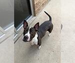 Small American Pit Bull Terrier Mix