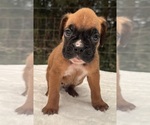 Small #2 Boxer
