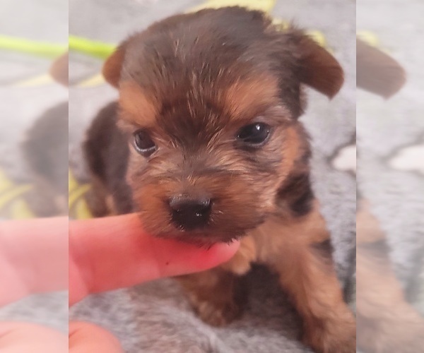 Medium Photo #66 Yorkshire Terrier Puppy For Sale in AKRON, OH, USA