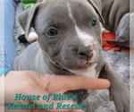 Small #3 American Pit Bull Terrier