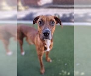 American Pit Bull Terrier-Redbone Coonhound Mix Dogs for adoption in Minneapolis, MN, USA