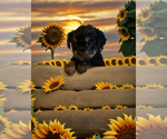 Puppy Arlo Shorkie Tzu