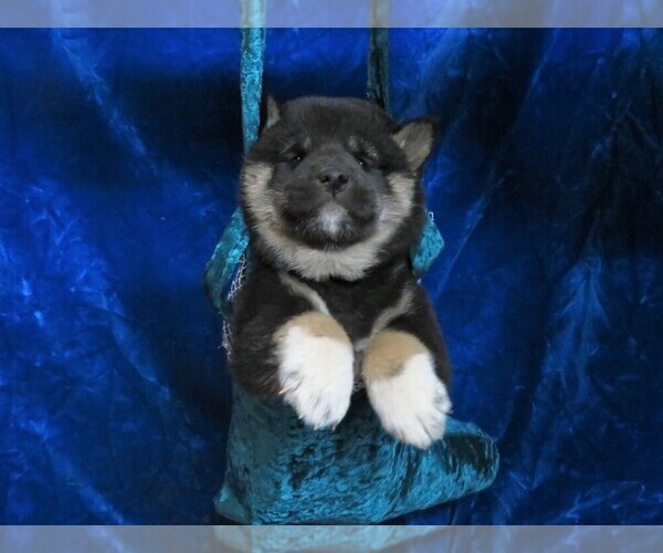 Medium Photo #4 Shiba Inu Puppy For Sale in NORWOOD, MO, USA