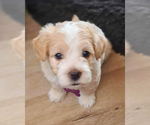 Small #2 Maltese Mix