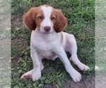 Small #1 Brittany
