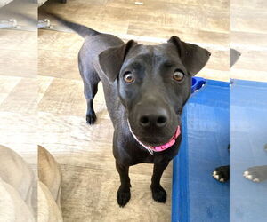 Medium Labrador Retriever Mix