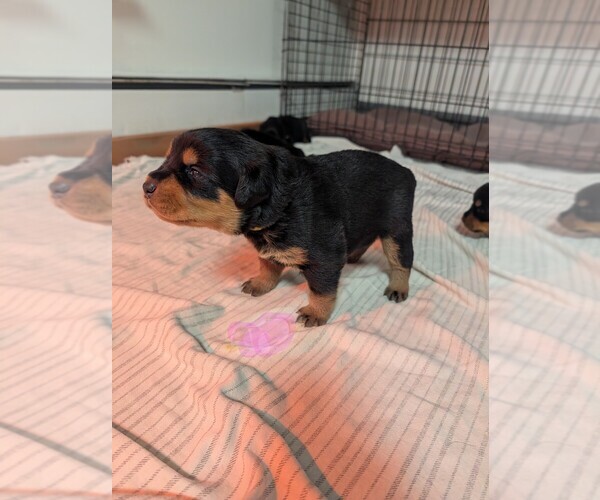 Medium Photo #12 Rottweiler Puppy For Sale in CANDIA, NH, USA