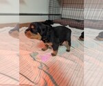 Small #11 Rottweiler