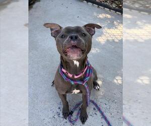 American Pit Bull Terrier Dogs for adoption in Derwood, MD, USA