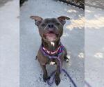 Small American Pit Bull Terrier
