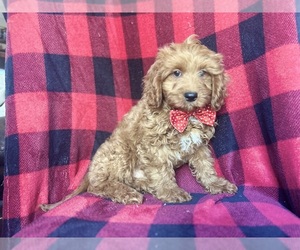 Poodle (Miniature) Puppy for sale in LAKELAND, FL, USA