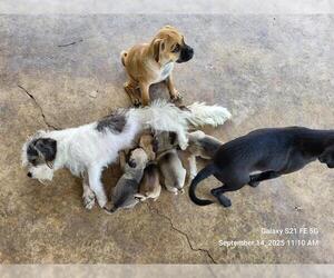 Mutt Dogs for adoption in San Antonio, TX, USA