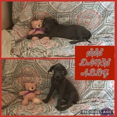 Great Dane Puppy for sale in GRANDVILLE, MI, USA