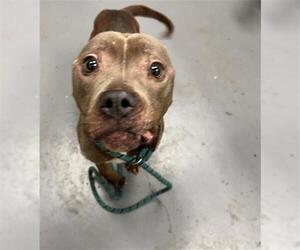 Mutt Dogs for adoption in Peoria, IL, USA