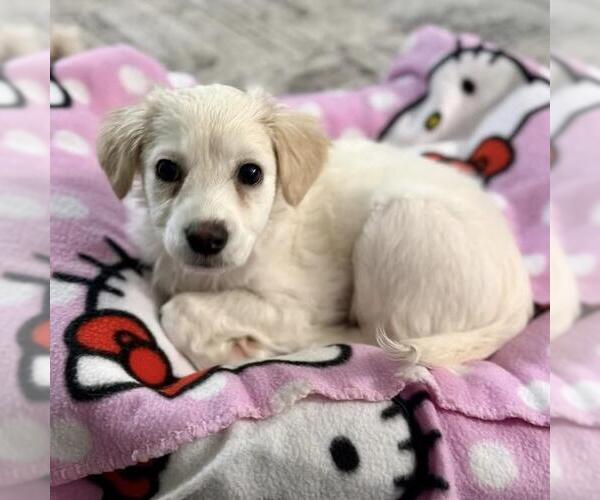 Medium Photo #13 Maltipoo (Miniature) Puppy For Sale in San Diego, CA, USA