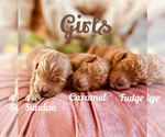 Small Photo #2 Goldendoodle Puppy For Sale in CINCINNATI, OH, USA
