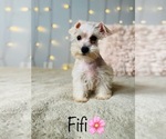 Small Photo #17 Schnauzer (Standard) Puppy For Sale in COOKEVILLE, TN, USA