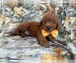Small #4 Goldendoodle (Miniature)