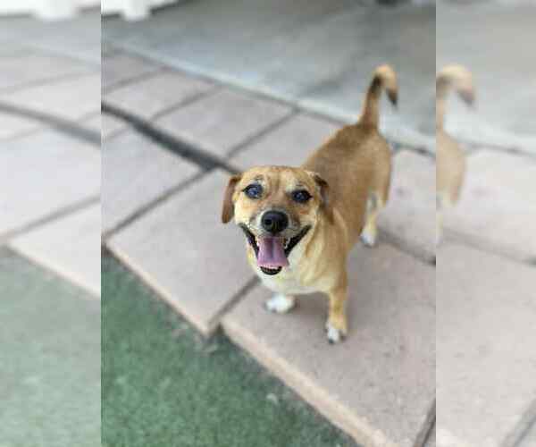 Medium Photo #7 Chihuahua-Unknown Mix Puppy For Sale in La Verne, CA, USA
