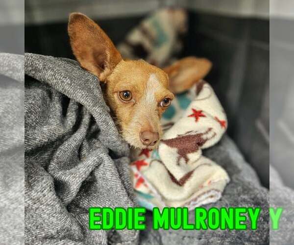 Medium Photo #10 Dachshund-Unknown Mix Puppy For Sale in San Antonio, TX, USA
