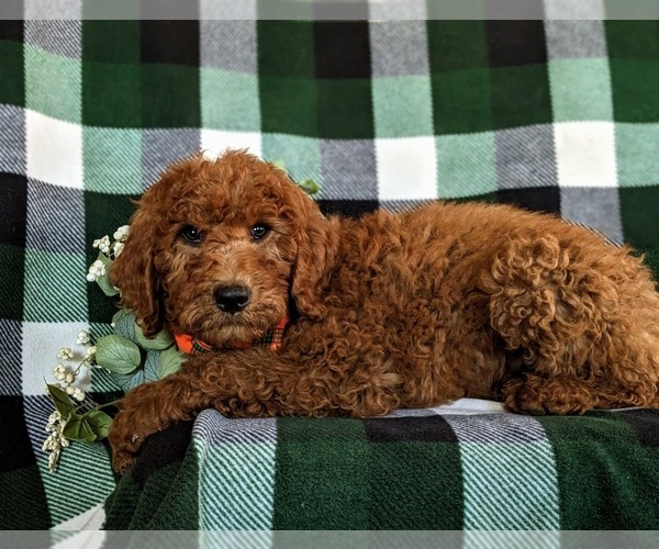 Medium Photo #4 Goldendoodle Puppy For Sale in QUARRYVILLE, PA, USA