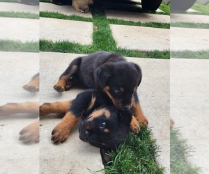 Rottweiler Puppy for sale in SAN ANTONIO, TX, USA