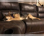 Small #3 German Shepherd Dog