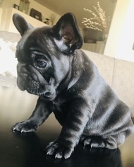 French Bulldog Puppy for sale in ASOTIN, WA, USA