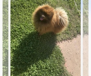 Father of the Pomeranian puppies born on 05/31/2025