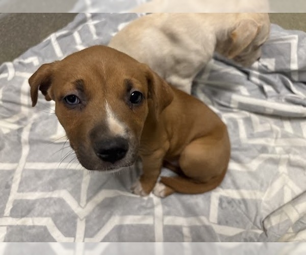 Medium Photo #1 Mutt Puppy For Sale in Las Vegas, NV, USA